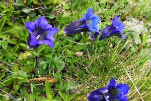 The gentian blooms blue, blue, blue